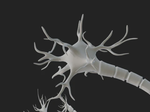 Realistic Neuron Network 3D Model
