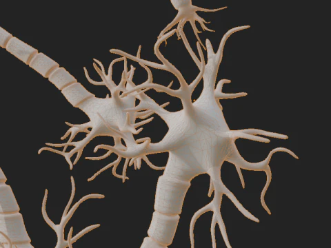 Realistic Neuron Network 3D Model