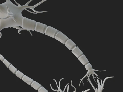 Realistic Neuron Network 3D Model