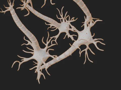Realistic Neuron Network 3D Model