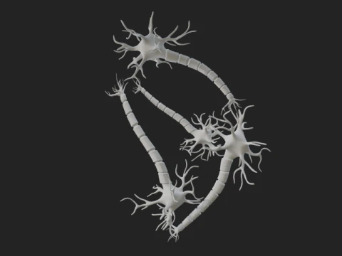 Realistic Neuron Network 3D Model