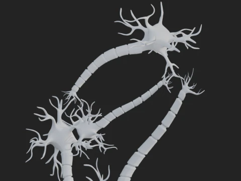 Realistic Neuron Network 3D Model
