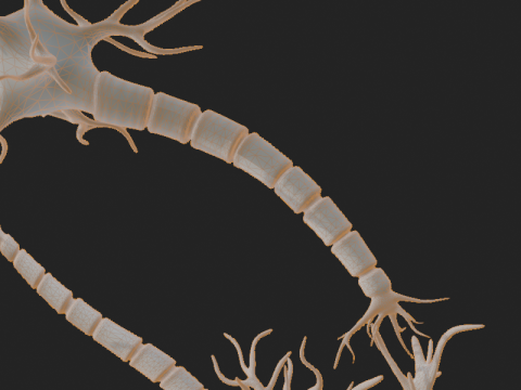 현실적인 뉴런 네트워크 3D 모델