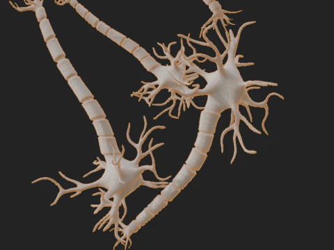 Realistic Neuron Network 3D Model