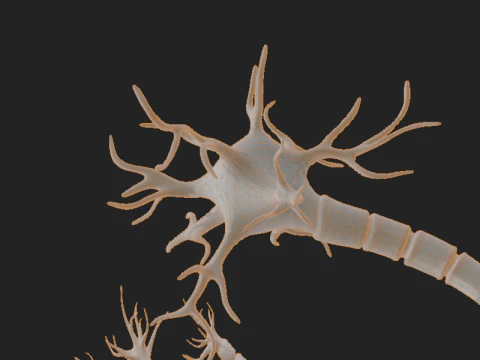 Realistic Neuron Network 3D Model