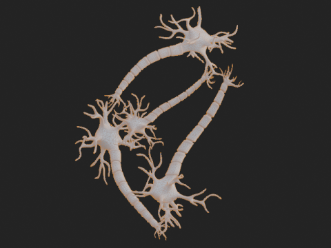 현실적인 뉴런 네트워크 3D 모델