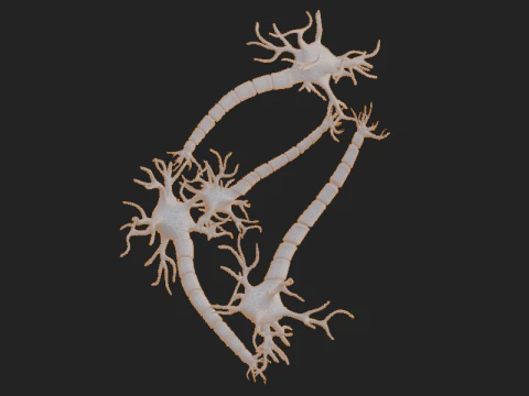 Realistic Neuron Network 3D Model