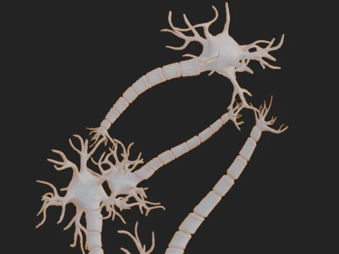 Realistic Neuron Network 3D Model