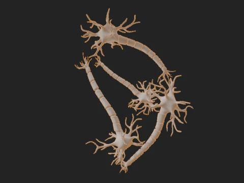 Realistic Neuron Network 3D Model