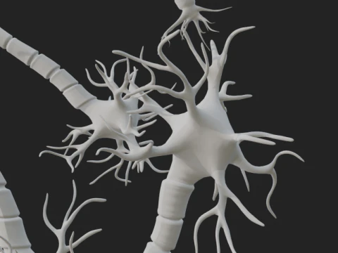 Realistic Neuron Network 3D Model