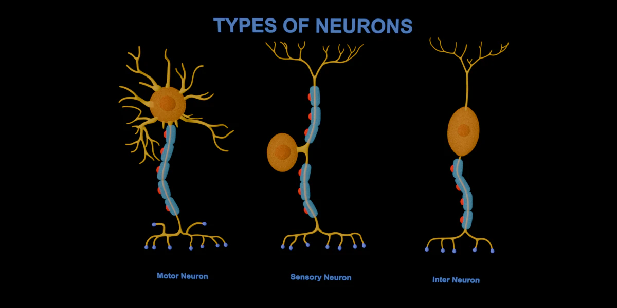 Types of Neurons Educational Biology Motor Sensory Interneuron 3D Model .c4d .max .obj .3ds .fbx .stl .blend 