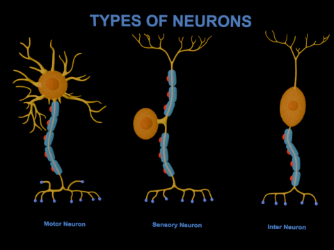 Rodzaje neuron&oacute;w Biologia edukacyjna Interneuron czuciowo-ruchowy Model 3D