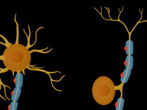 Types of Neurons Educational Biology Motor Sensory Interneuron 3D Model
