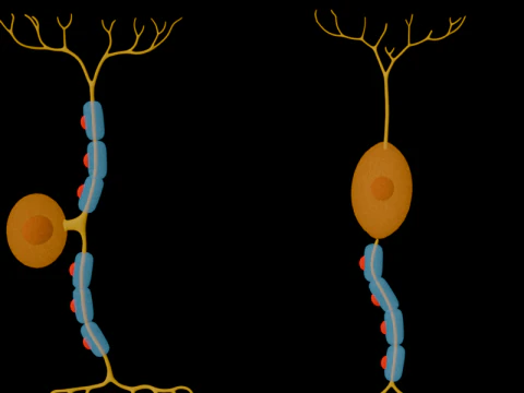 Types of Neurons Educational Biology Motor Sensory Interneuron 3D Model