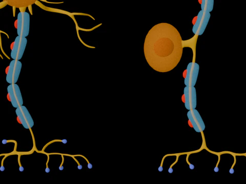 Types of Neurons Educational Biology Motor Sensory Interneuron 3D Model