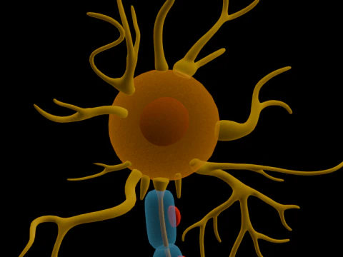 Types of Neurons Educational Biology Motor Sensory Interneuron 3D Model