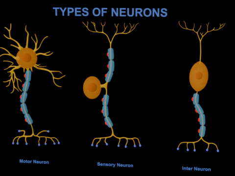 Types of Neurons Educational Biology Motor Sensory Interneuron 3D Model