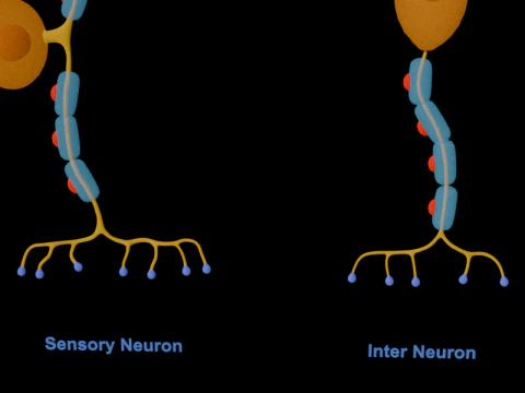 Types of Neurons Educational Biology Motor Sensory Interneuron 3D Model