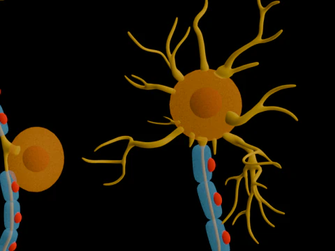 Types of Neurons Educational Biology Motor Sensory Interneuron 3D Model