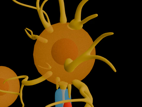 Types of Neurons Educational Biology Motor Sensory Interneuron 3D Model