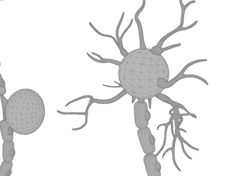 Types of Neurons Educational Biology Motor Sensory Interneuron 3D Model