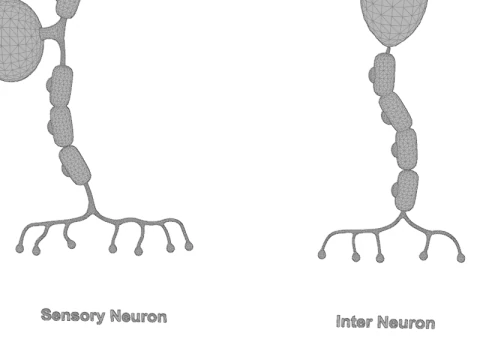 Types of Neurons Educational Biology Motor Sensory Interneuron 3D Model