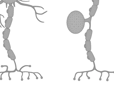 Types of Neurons Educational Biology Motor Sensory Interneuron 3D Model