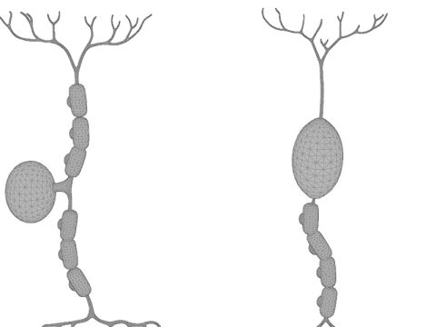 Types of Neurons Educational Biology Motor Sensory Interneuron 3D Model