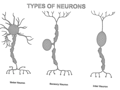 Types of Neurons Educational Biology Motor Sensory Interneuron 3D Model