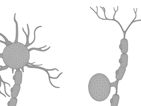 Types of Neurons Educational Biology Motor Sensory Interneuron 3D Model