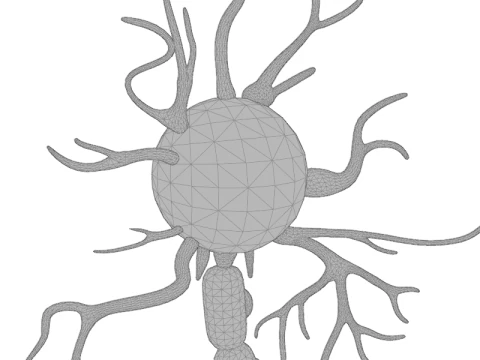 Types of Neurons Educational Biology Motor Sensory Interneuron 3D Model