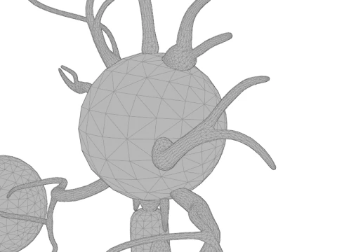 Types of Neurons Educational Biology Motor Sensory Interneuron 3D Model