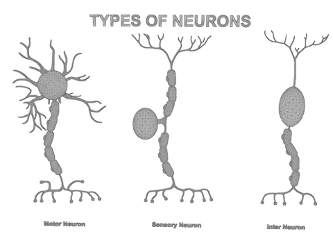 Types of Neurons Educational Biology Motor Sensory Interneuron 3D Model