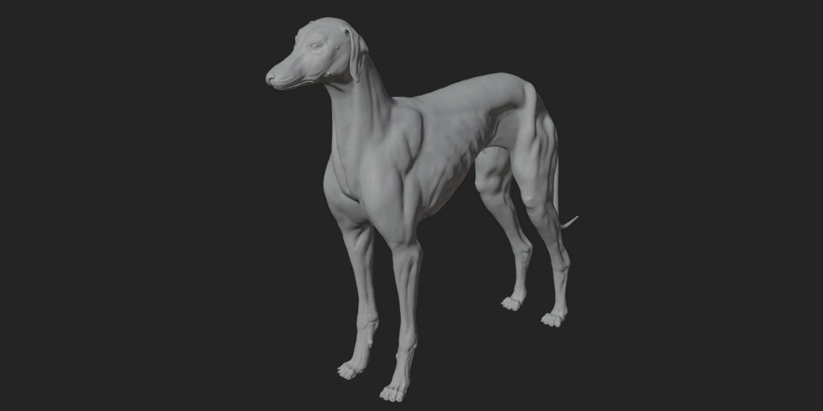 Dog Anatomy Sculpt 3D Model .c4d .max .obj .3ds .fbx .stl .blend