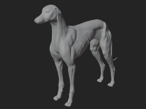 Hond anatomie beeldhouwen 3D Model