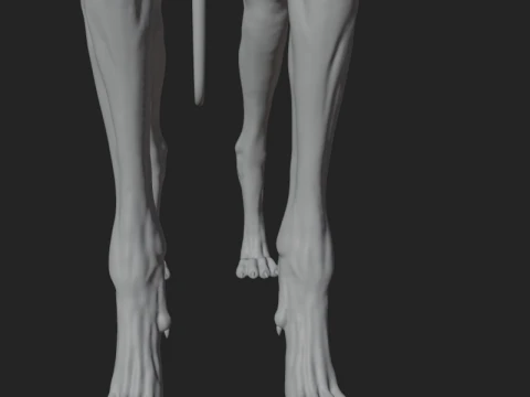 Dog Anatomy Sculpt 3D Model