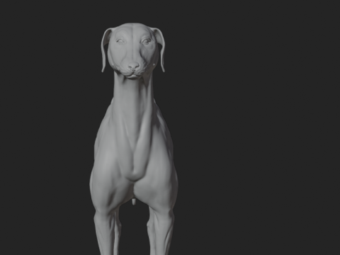 Dog Anatomy Sculpt 3D Model