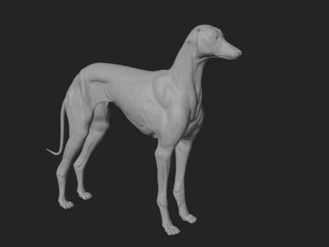 Dog Anatomy Sculpt 3D Model