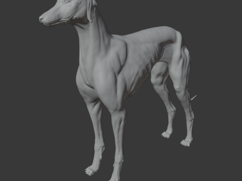 Dog Anatomy Sculpt 3D Model