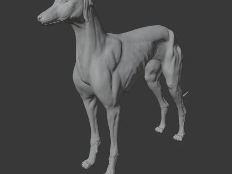Dog Anatomy Sculpt 3D Model