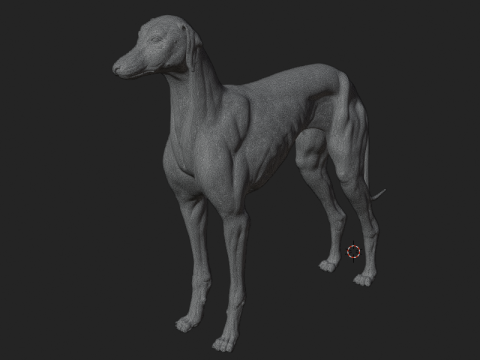 Dog Anatomy Sculpt 3D Model