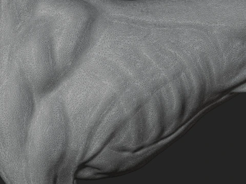 Dog Anatomy Sculpt 3D Model