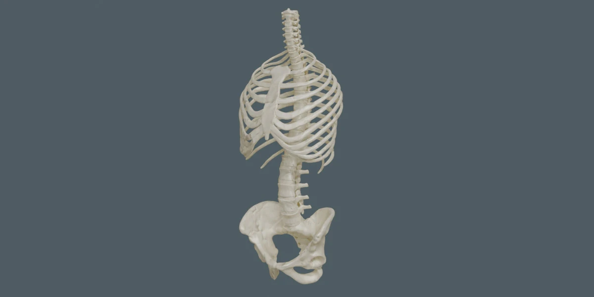 Highly Detailed Human Rib Cage Spine And Pelvis Anatomy For Medical And Educational Use 3D Model .c4d .max .obj .3ds .fbx .stl .blend 