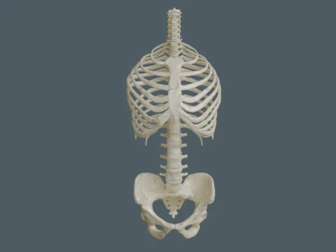 Highly Detailed Human Rib Cage Spine And Pelvis Anatomy For Medical And Educational Use 3D Model