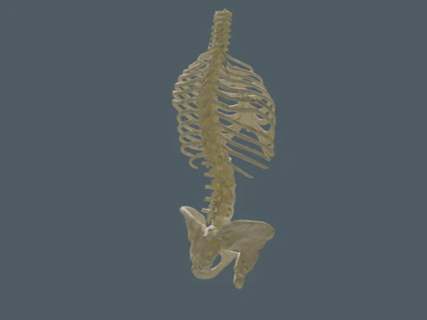 Highly Detailed Human Rib Cage Spine And Pelvis Anatomy For Medical And Educational Use 3D Model