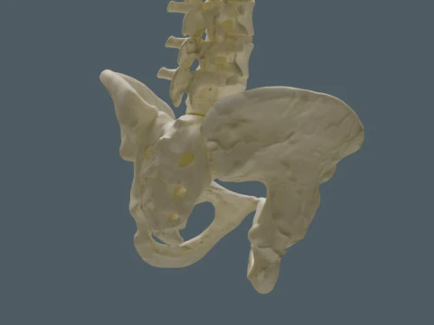 Highly Detailed Human Rib Cage Spine And Pelvis Anatomy For Medical And Educational Use 3D Model