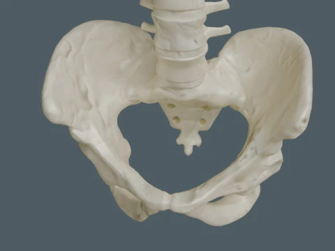 Highly Detailed Human Rib Cage Spine And Pelvis Anatomy For Medical And Educational Use 3D Model