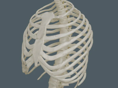 Highly Detailed Human Rib Cage Spine And Pelvis Anatomy For Medical And Educational Use 3D Model