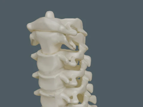 Highly Detailed Human Rib Cage Spine And Pelvis Anatomy For Medical And Educational Use 3D Model