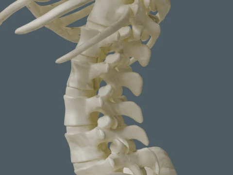 Highly Detailed Human Rib Cage Spine And Pelvis Anatomy For Medical And Educational Use 3D Model